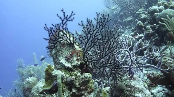Rare Black Coral Forests