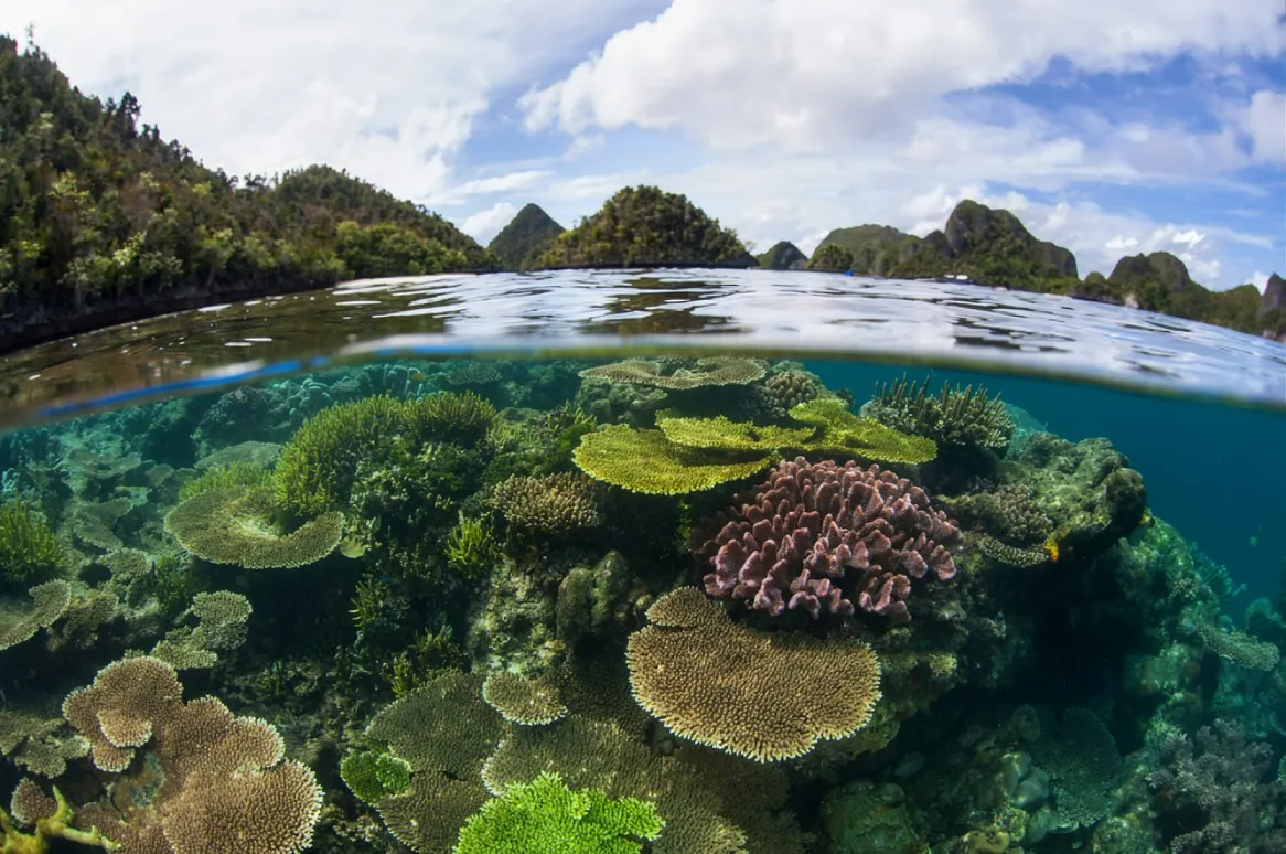 Coral Reefs Flourishing in Unexpected Places