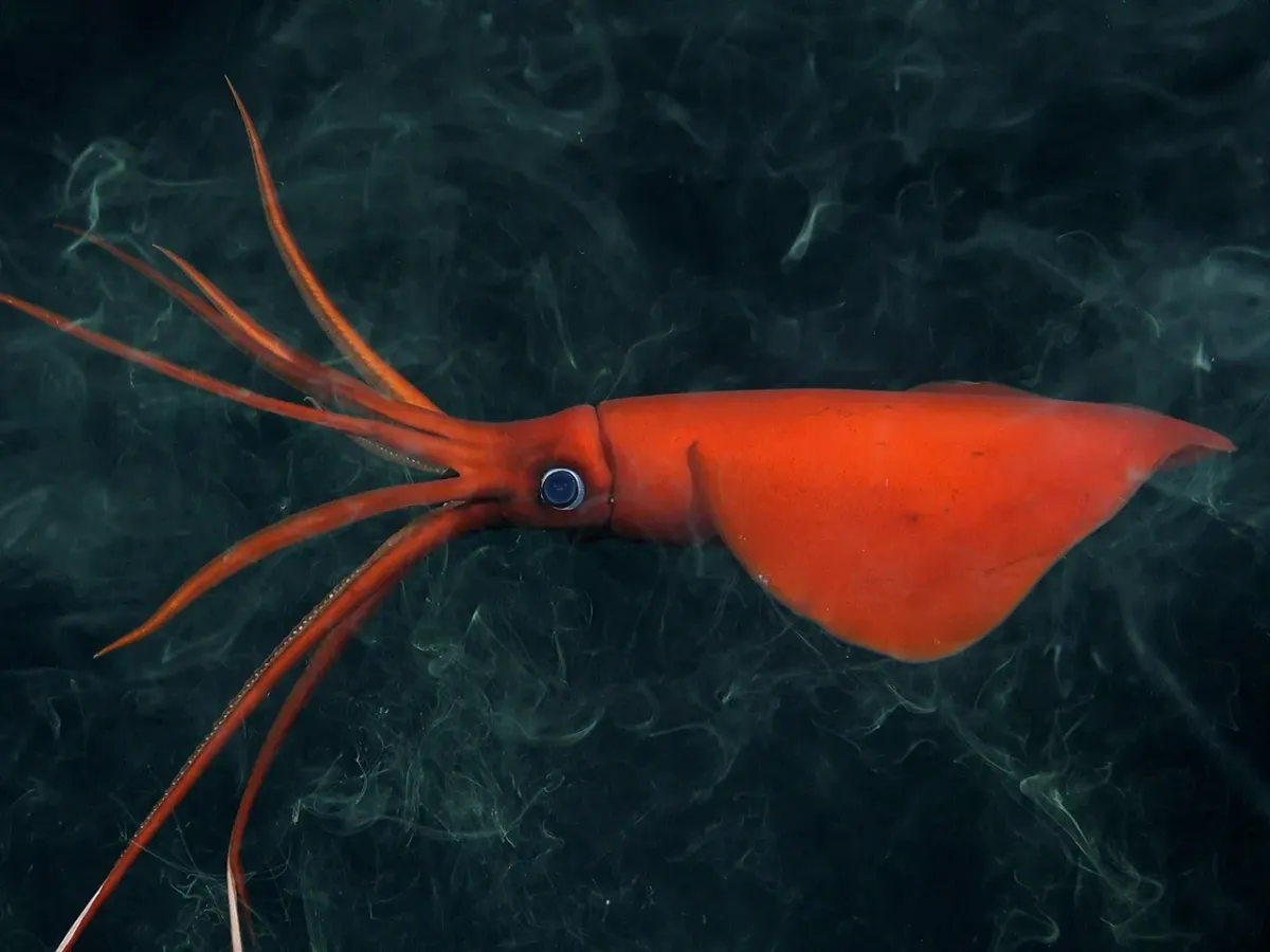 Strange Creatures from the Deep